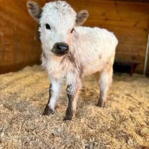 Buy a mini highland cow