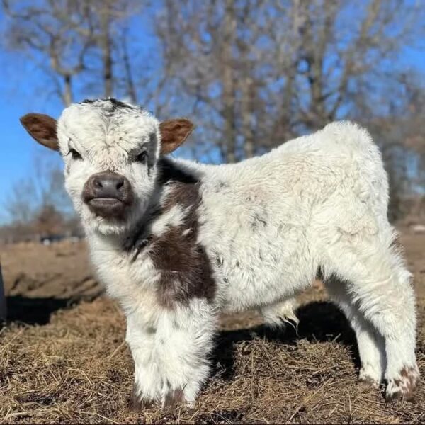 Adorable mini Highland cow for sale - Image 3