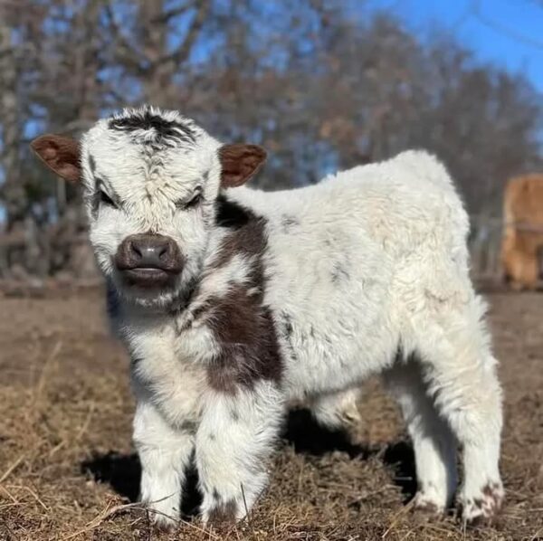 Adorable mini Highland cow for sale - Image 2
