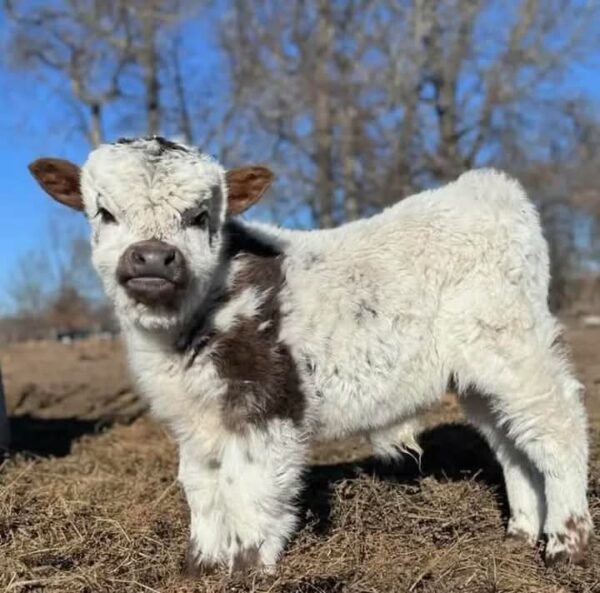 mini Highland cows for sale