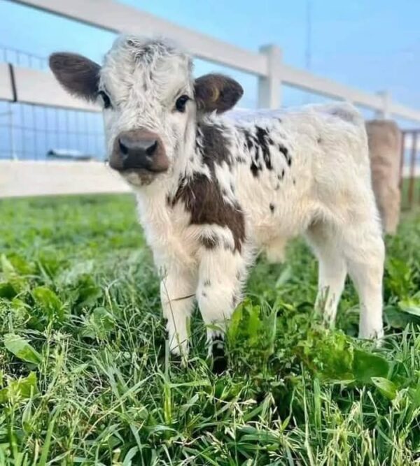 Buy Micro Mini Highland cow - Image 2