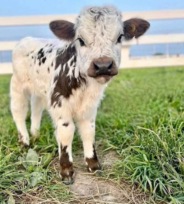 Buy Micro Mini Highland cow - Image 3
