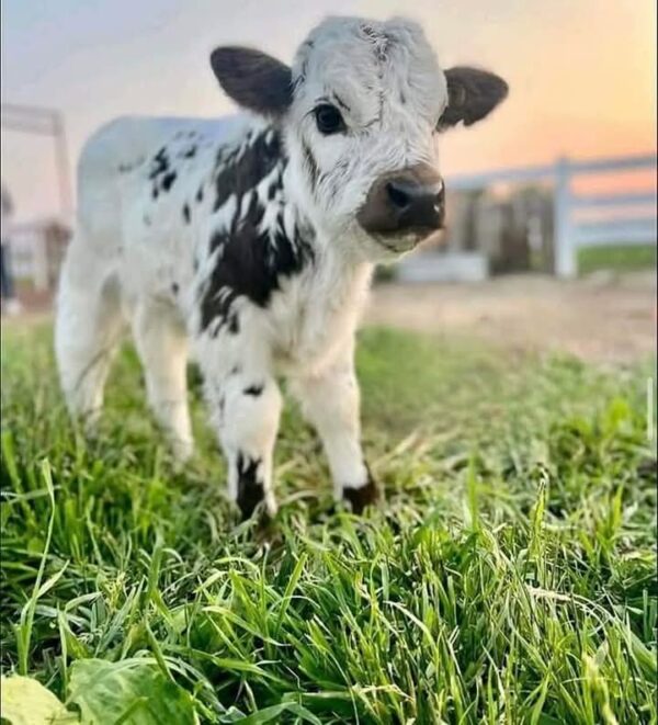 Buy Micro Mini Highland cow