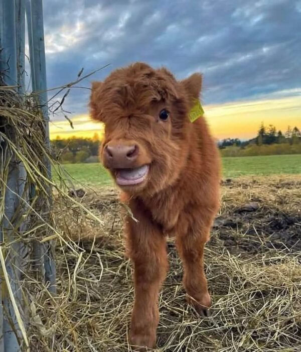 cutest mini highland cow – Betty - Image 2