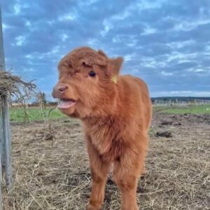 mini highland cow