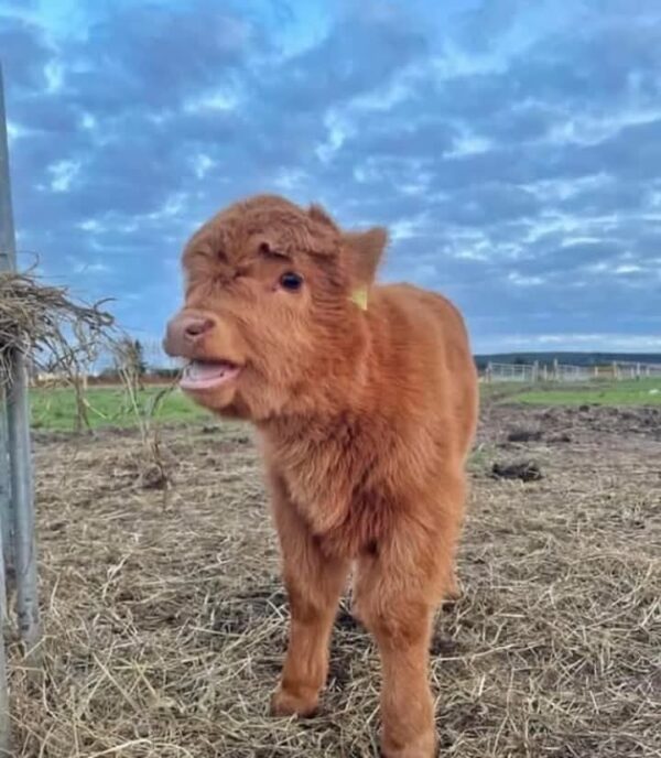 mini highland cow