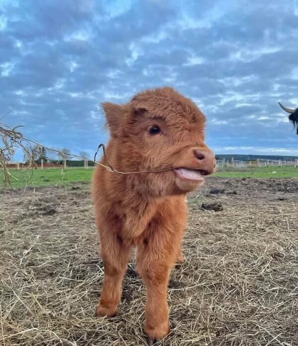 cutest mini highland cow – Betty - Image 3