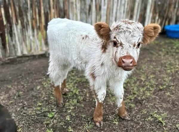 Gentle miniature highland cow – Charlie - Image 2