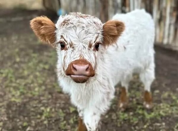 Miniature Highland Calf