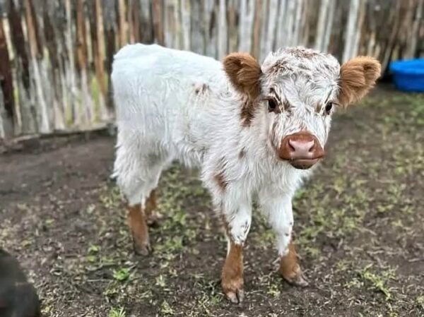Gentle miniature highland cow – Charlie - Image 3