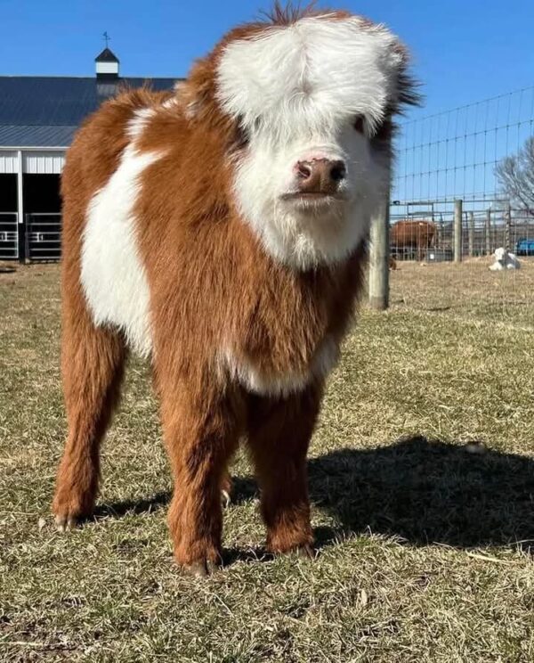 Sofia Female Highland Cow - Image 3