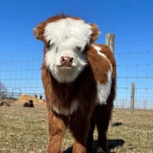female Highland cows