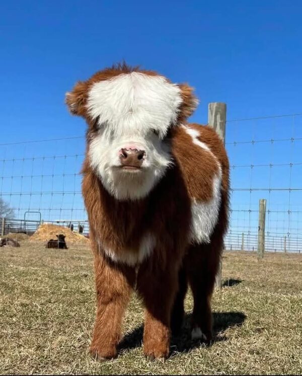 female Highland cows