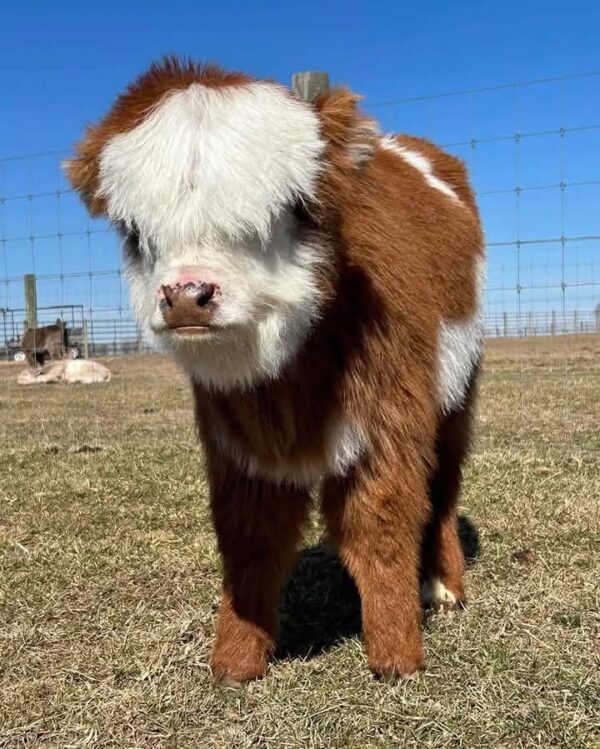 Sofia Female Highland Cow - Image 2