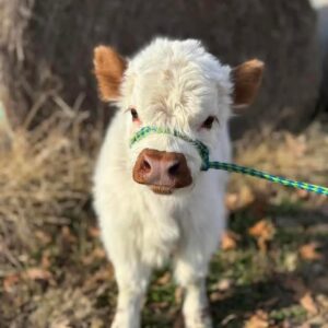 Pretty Female Highland cow