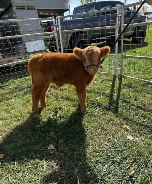 Bully Male Highland Cow - Image 3