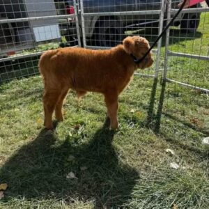 Highland bull calf for sale