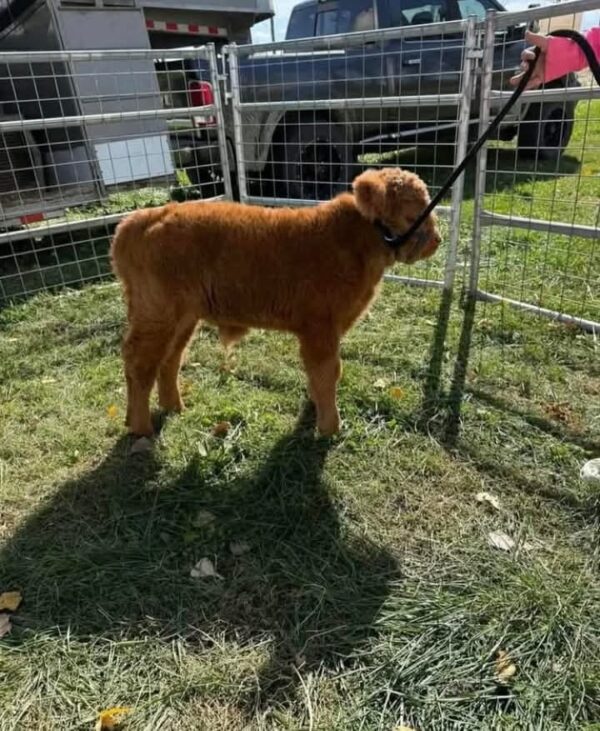 Highland bull calf for sale