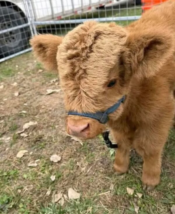 Bully Male Highland Cow - Image 2