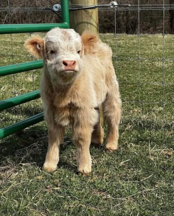 Dara Female Purebred Highland cattle for sale - Image 3