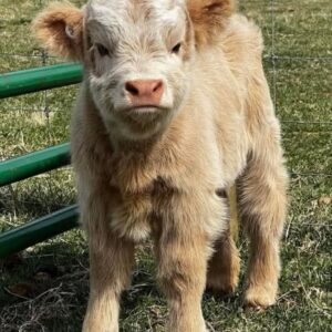 Purebred Highland Cattle for Sale