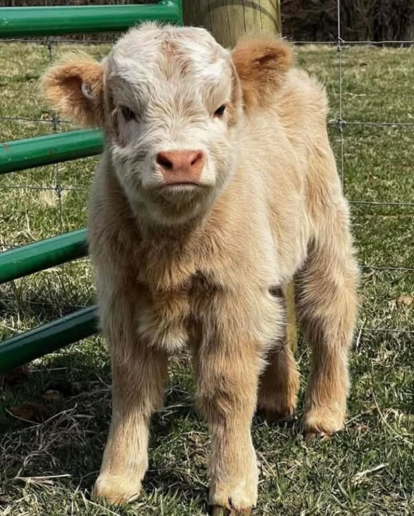 Purebred Highland Cattle for Sale