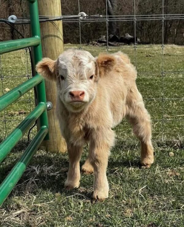 Dara Female Purebred Highland cattle for sale - Image 2