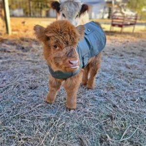 Mini Highland cows