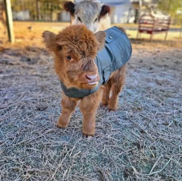 Mini Highland cows