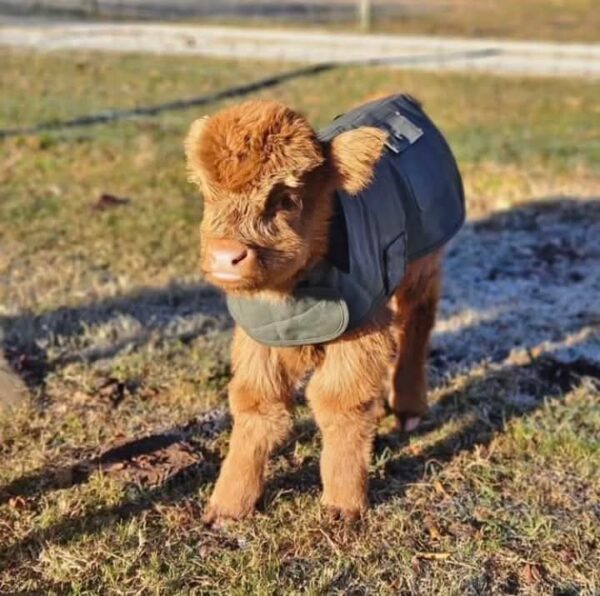 Sarina Female Highland Calf - Image 4