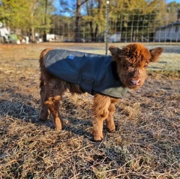 Sarina Female Highland Calf - Image 3